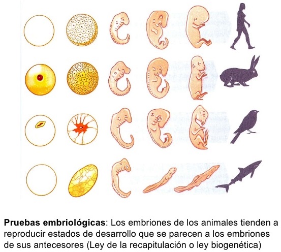 Desarrollo embrionario – BioRaimondo